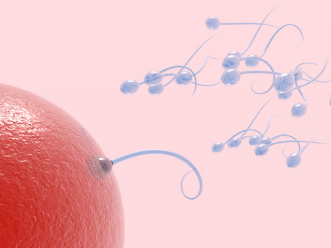 овулација и оплодување на јајце клетката